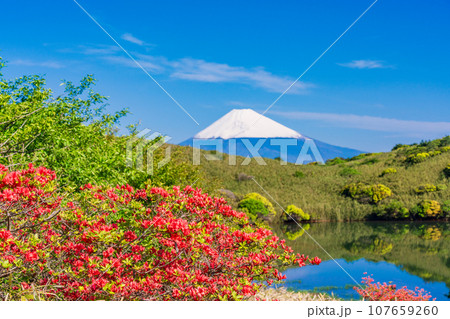 （静岡県）ヤマツツジ咲く箱根玄岳から眺める雪化粧した富士山 107659260