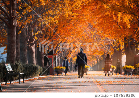 autumn ginkgo trees tunnel in the morning with yellow leaves besides Gokkyocheon Creek near Asan-si, Korea 107659286