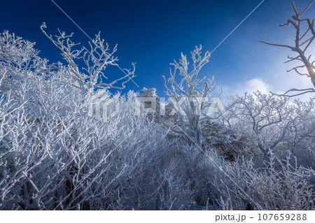 Atop the snow-capped Deogyusan mountains on a clear day and the snow blown by the wind  in winter,South Korea. 107659288