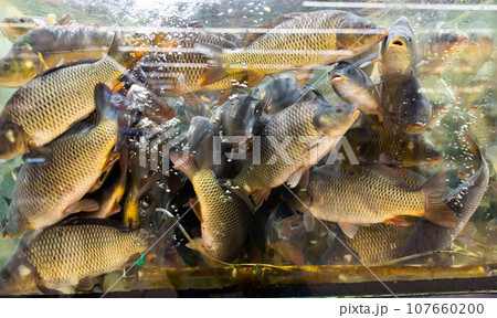 Live carp fishes in supermarket 107660200