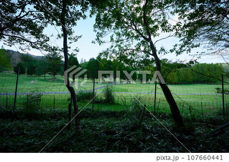 深山のハイキングコースから見たゴルフ場 深山のハイキングコースから見たゴルフ場 107660441