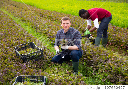 Farmer harvesting red mizuna Farmer harvesting red mizuna 107660497