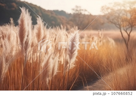 some tall grass in the middle of a field with trees in the background and sunlight shining through the top branches some tall grass in the middle of a field with trees in the background and sunlight shining through the top branches 107660852