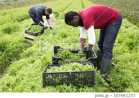 Team of workers harvests green mizuna on the field Team of workers harvests green mizuna on the field 107661255