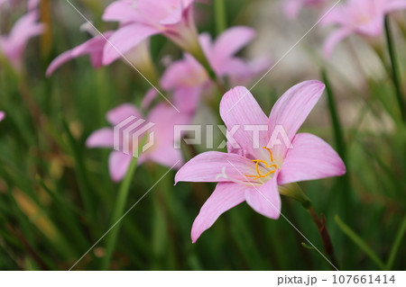 群生するピンクのサフランモドキの花 群生するピンクのサフランモドキの花 107661414