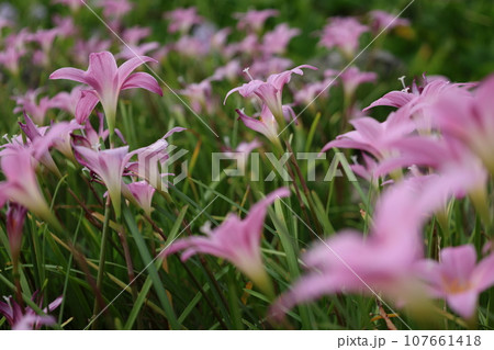 群生するピンクのサフランモドキの花 群生するピンクのサフランモドキの花 107661418