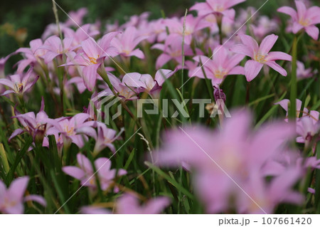 群生するピンクのサフランモドキの花 群生するピンクのサフランモドキの花 107661420