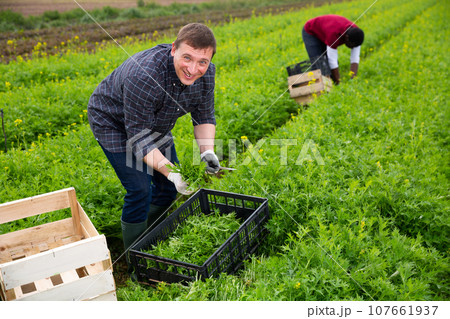 Confident worker harvesting green mizuna (Brassica rapa nipposinica laciniata) 107661937