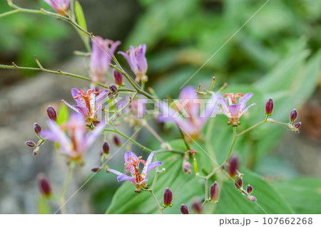 山野草のホトトギス　茶花にされるホトトギスの花　鳥のホトトギスのお腹の模様に似る 107662268