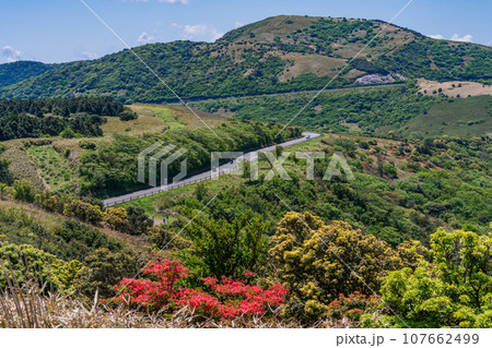 (静岡県)新緑・ヤマツツジが美しい、伊豆スカイライン道路 (静岡県)新緑・ヤマツツジが美しい、伊豆スカイライン道路 107662499