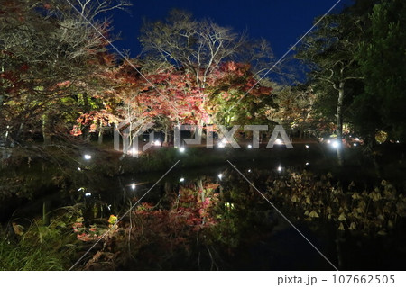 京都 嵐山 大覚寺 夜の紅葉ライトアップ 水面に映る紅葉 107662505