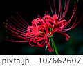 一輪の彼岸花 107662607
