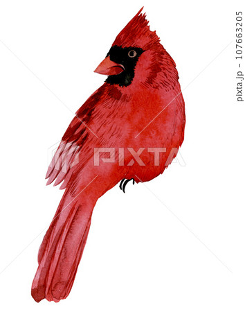 watercolor drawing. red bird cardinal. winter bird isolated on white background, clipart. symbol of christmas, new year watercolor drawing. red bird cardinal. winter bird isolated on white background, clipart. symbol of christmas, new year 107663205