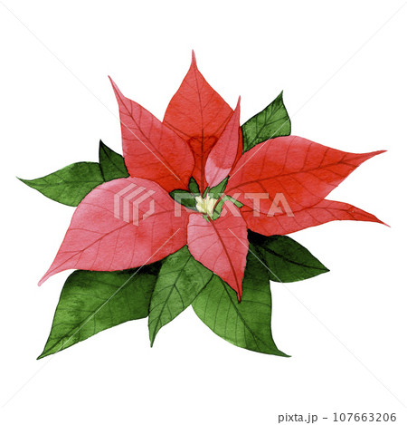 watercolor drawing red poinzeta. clipart on the theme of christmas, new year, winter plants. watercolor drawing red poinzeta. clipart on the theme of christmas, new year, winter plants. 107663206