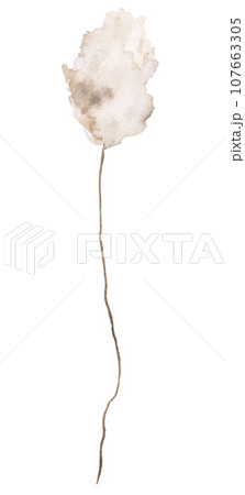 Watercolor dried rabbit's tail grass, biege...のイラスト素材 [107663305] - PIXTA