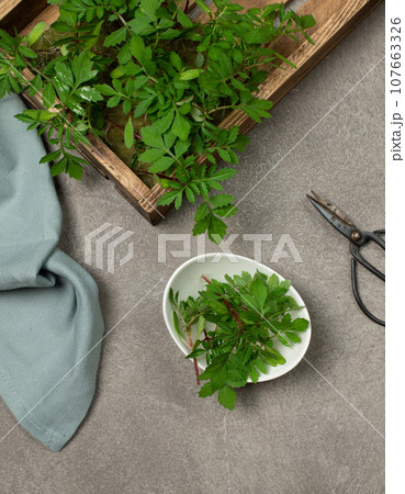 Microgreens in a wooden box and a bowl with fresh cut shoots. Top view on a gray background, with vintage scissors and linen blue napkin. 107663326