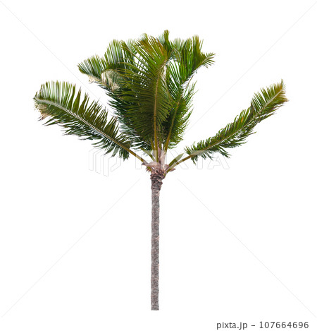 Small coconut palm tree isolated on white background 107664696