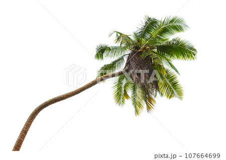 Coconut palm tree isolated on white background 107664699