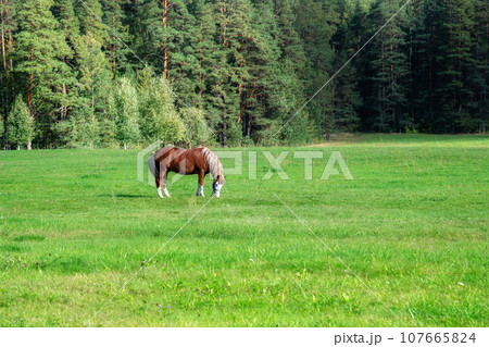 Horse grazes in a clearing. Horse grazes in a clearing. 107665824