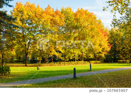 Autumn landscape of city park, beautiful view of mottled leaves. 107665907