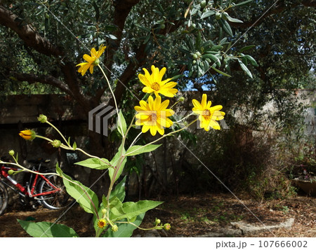 キクイモの花 キクイモの花 107666002