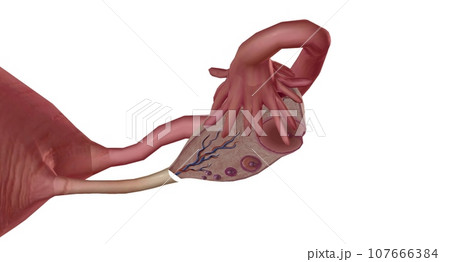 The Ovary Cross section Detailed 107666384