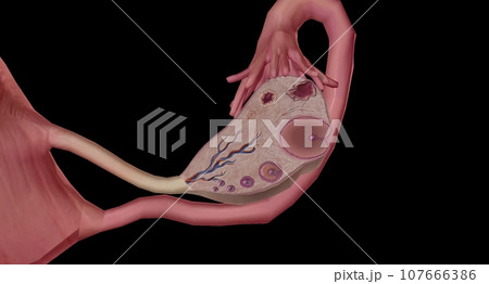 The Ovary Cross section Detailed 107666386