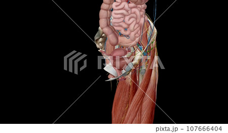The female reproductive tract is all located within the pelvis. 107666404