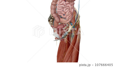 The female reproductive tract is all located within the pelvis. 107666405