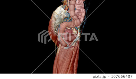 The female reproductive tract is all located within the pelvis. 107666407