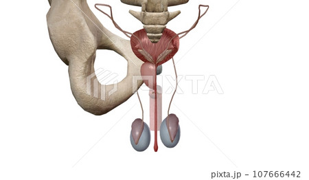 The male reproductive tract system 107666442