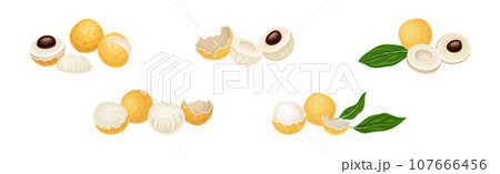 Longan Tropical Fruit with Round Berry and Leaf Vector Set Longan Tropical Fruit with Round Berry and Leaf Vector Set 107666456