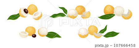 Longan Tropical Fruit with Round Berry and Leaf Vector Set 107666458