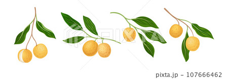 Longan Tropical Fruit with Round Berry and Leaf Vector Set Longan Tropical Fruit with Round Berry and Leaf Vector Set 107666462