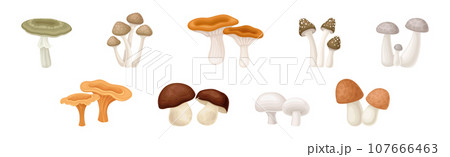 Different Edible Mushroom with Stem and Cap Vector Set 107666463