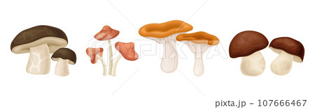 Different Edible Mushroom with Stem and Cap Vector Set Different Edible Mushroom with Stem and Cap Vector Set 107666467