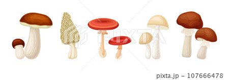 Different Edible Mushroom with Stem and Cap Vector Set 107666478