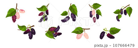 Mulberry Branch with Ripening Berry Hanging Vector Set Mulberry Branch with Ripening Berry Hanging Vector Set 107666479