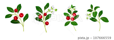 Cranberry Branch with Red Berry Fruit and Green Leaf Stem Vector Set Cranberry Branch with Red Berry Fruit and Green Leaf Stem Vector Set 107666559