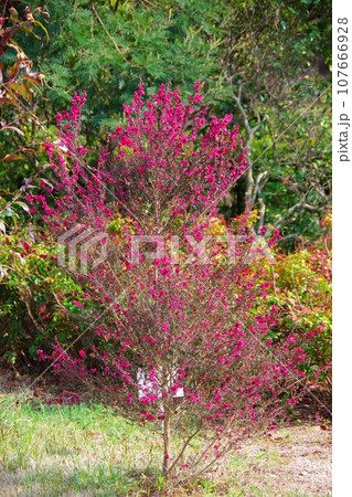 ギョリュウバイ　レプトスペルマム 107666928