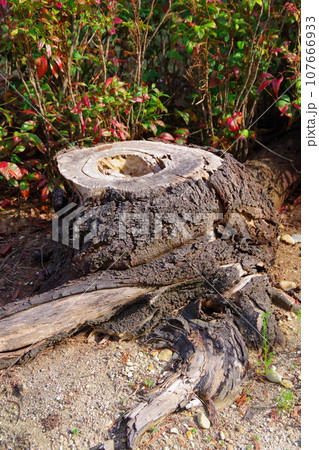 切り株 切り株 107666933