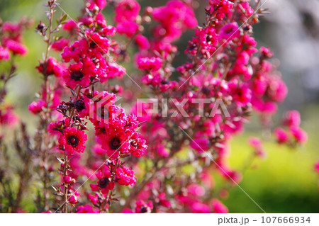 ギョリュウバイ　レプトスペルマム 107666934