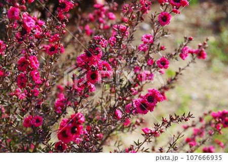 ギョリュウバイ　レプトスペルマム 107666935