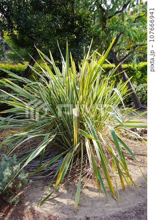 ニューサイラン ニューサイラン 107666941