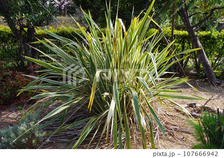 ニューサイラン 107666942