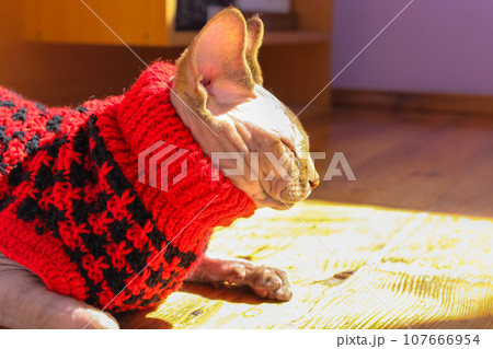 Sphynx cat lying on a wooden floor. Bald sphinx kitty in a red knitted jumper 107666954