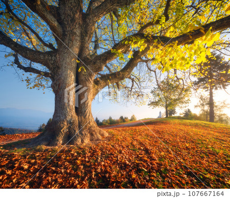 Tree with yellow leaves, trail with red foliage and small church 107667164