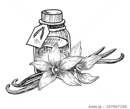 Vanilla Essential Oil with flowers and sticks. Hand drawn vector illustration of vintage transparent Bottle for aroma therapy on white isolated background. Line art retro flacon for cosmetic flavor Vanilla Essential Oil with flowers and sticks. Hand drawn vector illustration of vintage transparent Bottle for aroma therapy on white isolated background. Line art retro flacon for cosmetic flavor 107667189