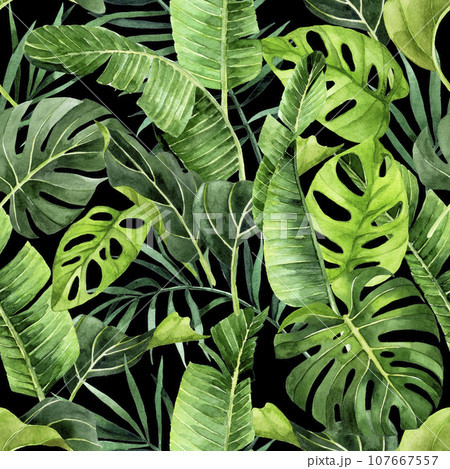 watercolor drawing. seamless pattern with tropical leaves of palm, monstera. green leaves of rain forest on dark background 107667557
