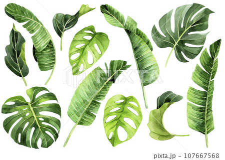 watercolor drawing. tropical leaves set. green leaves of palm, monstera, banana, rainforest plants 107667568